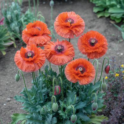 Papaver rupifragum Orange Feathers Flower Seeds – Perennial Poppy for Planting