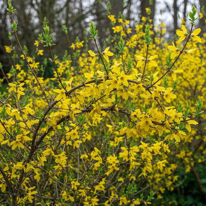 Forsythia Seeds – Cold Hardy Shrub with Golden Yellow Spring Blooms