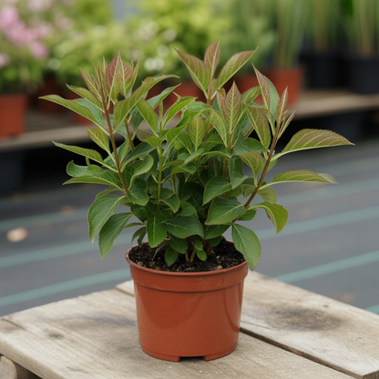 Weigela Shrub Seeds for Planting – Cold Hardy Compact Plant with Lavender Pink Blooms