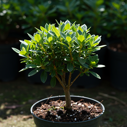 Reblooming Evergreen Azalea Seeds – Season-Long Color