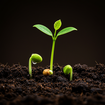 Banyan Fig Tree Seeds – Ficus benghalensis Tropical Aerial Root Seeds