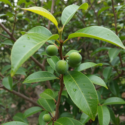 Indian Plum Seeds – Oregon Plum for Planting