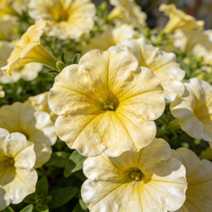 Light Yellow Petunia Seeds for Garden Planting