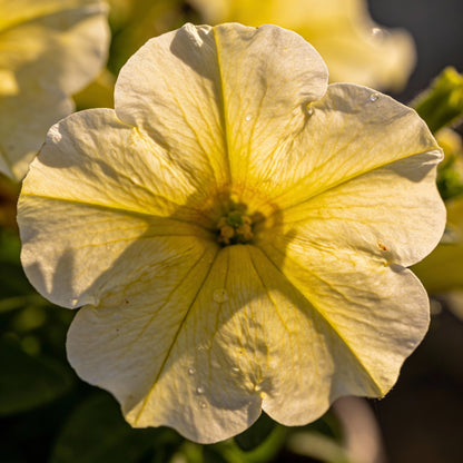 Light Yellow Petunia Seeds for Garden Planting