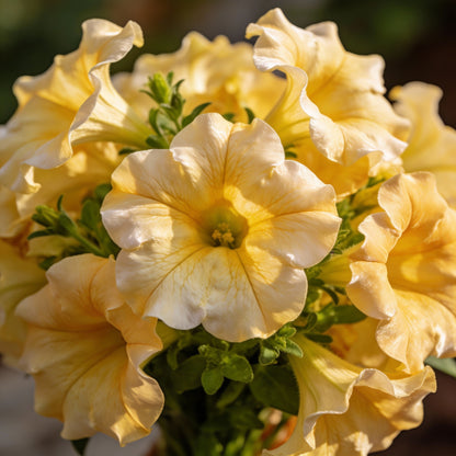 Light Yellow Petunia Seeds for Garden Planting