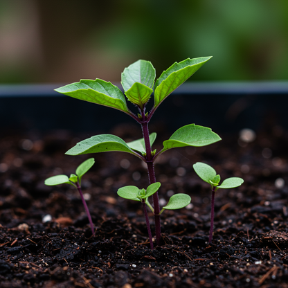 Basil Batik Seeds for Planting – Premium Organic Aromatic & Flavorful Culinary Herb