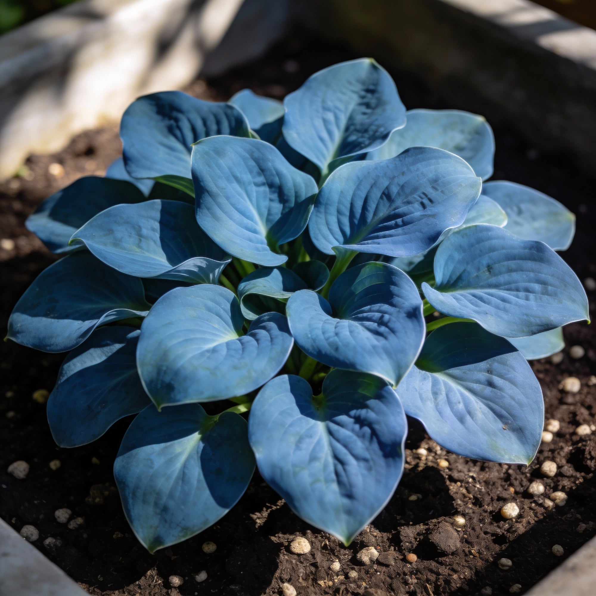 hosta-elegans-gray-blue-twisted-white-flowers-for-garden-planting