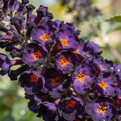 Buddleia Black Knight Butterfly Bush Flower Seeds for Garden Planting