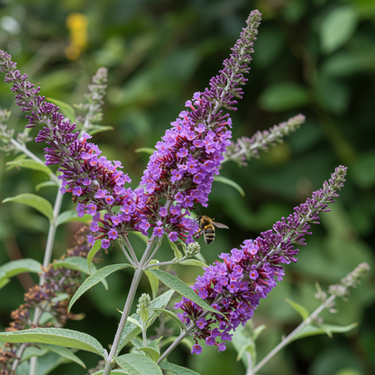 Buddleia Black Knight Butterfly Bush Flower Seeds for Garden Planting