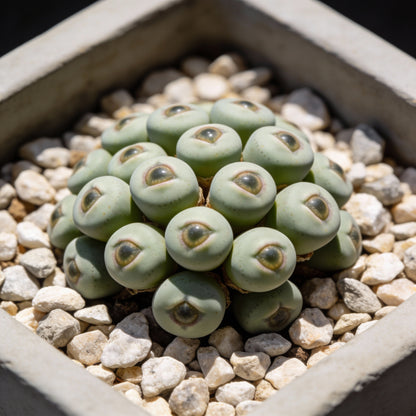Eye Leaves Conophytum Succulent Seeds For Planting
