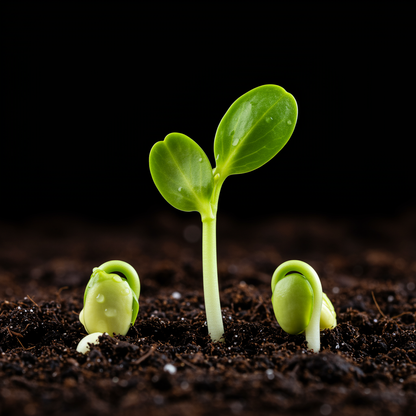 Banana Passion Fruit Seeds – Passiflora mollissima Pink Passion Flower Vine