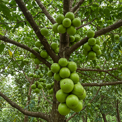 Mamoncillo Seeds for Planting – Grow Sweet Tropical Spanish Lime Fruits at Home