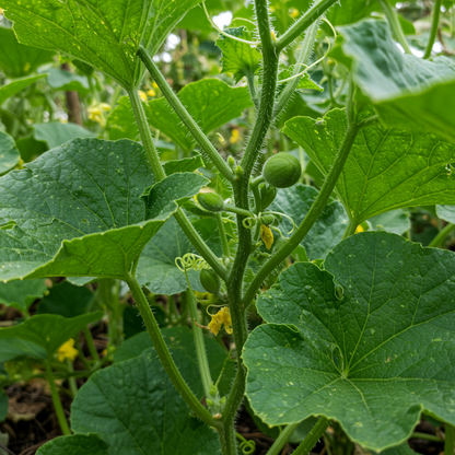 Green Flesh Rocky Ford Cantaloupe Seeds - Cantaloupe Seeds for Home Garden