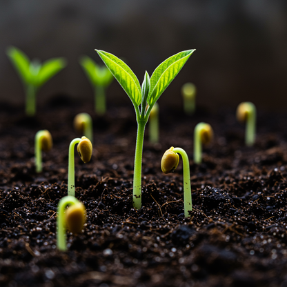 Guava Fruit Tree Seeds (Psidium guajava) – Tropical Edible Fruit Seeds