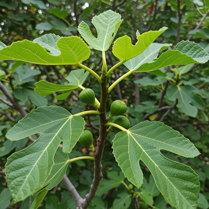 Common Edible Fig Tree Seeds - Fig Tree Seeds for Garden