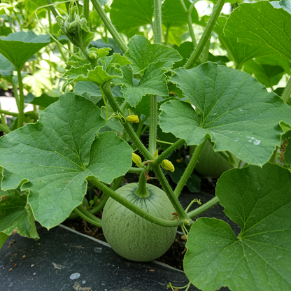 Hales Best Jumbo Cantaloupe Seeds - Cantaloupe Seeds for Home Garden