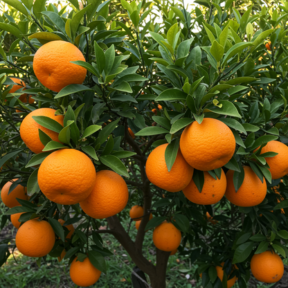 Temple Orange Seeds – Tangor Citrus for Planting