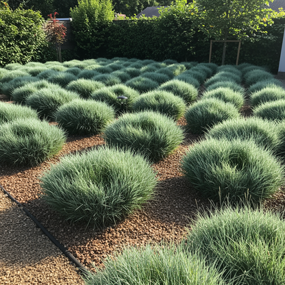 Blue Fescue Ornamental Grass Seeds for Planting – Festuca Perennial Drought-Tolerant Sun or Shade