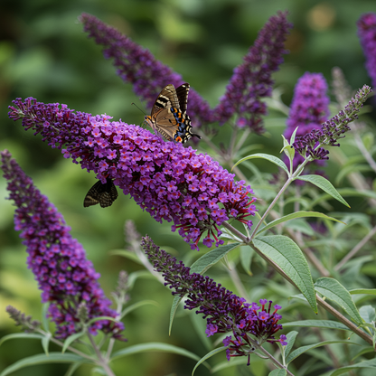 Black Knight Butterfly Bush Seeds – Buddleja davidii with Deep Purple Blooms