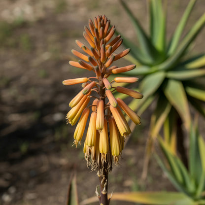 Aloe Vera Seeds for Planting - Non-GMO Perennial Succulent for Indoor and Outdoor Growing