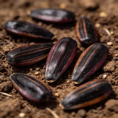 Sunflower Ruby Passion Seeds - Red Sunflower Seeds for Garden