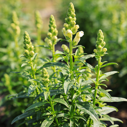 Bi Color Red Yellow Snapdragon Seeds - Snapdragon Flower Seeds for Garden
