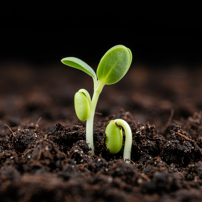 Silver Buffaloberry Seeds – Shepherdia argentea Red Fruit Native Bullberry Shrub