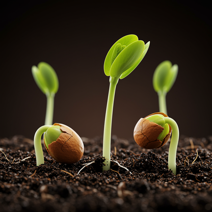 Paradise Apple Tree Seeds (Malus pumila) – Red Delicious Common Apple Tree