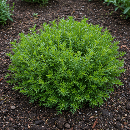 Pyrethrum Premium Mix Colour Seeds - Pyrethrum Flower Seeds for Garden
