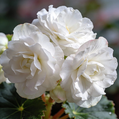 Begonia Tuberosa Double White Seeds - White Begonia Flower Seeds for Garden