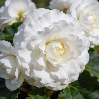 Begonia Tuberosa Double White Seeds - White Begonia Flower Seeds for Garden