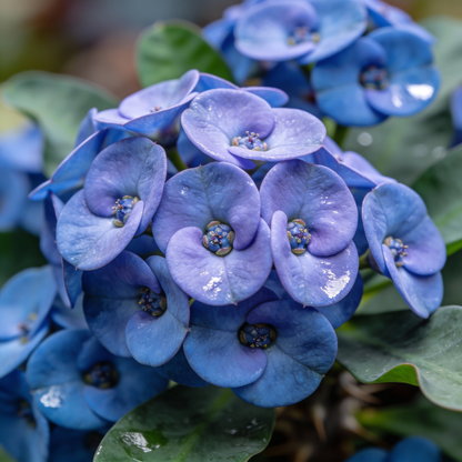 Blue Euphorbia Milii Seeds - Crown of Thorns Flower Seeds for Garden