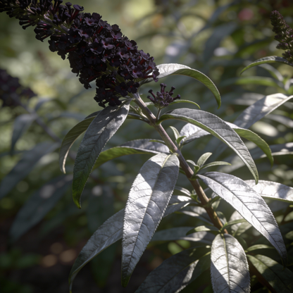 Black Knight Buddleja Flower Seeds for Planting