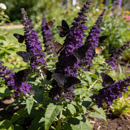 Black Knight Buddleja Flower Seeds for Planting