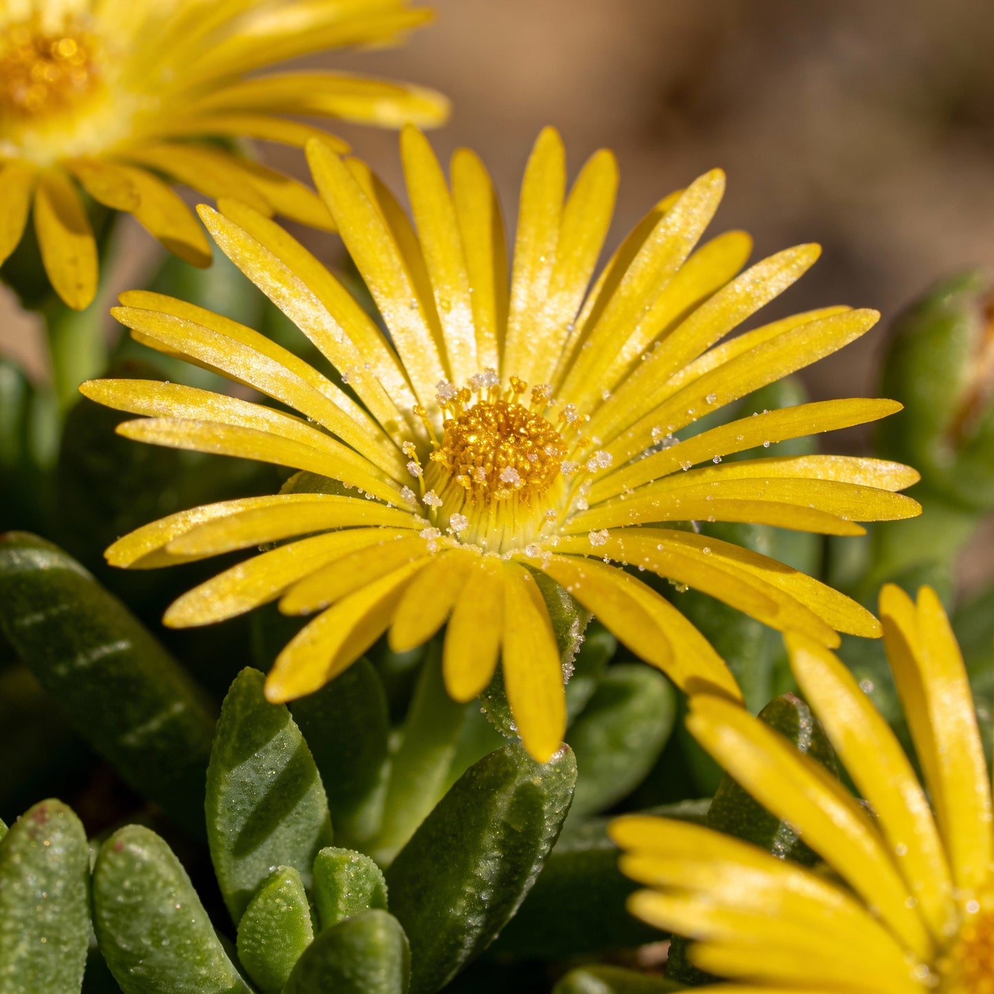 Yellow Ice Plant Delosperma Seeds for Garden Planting