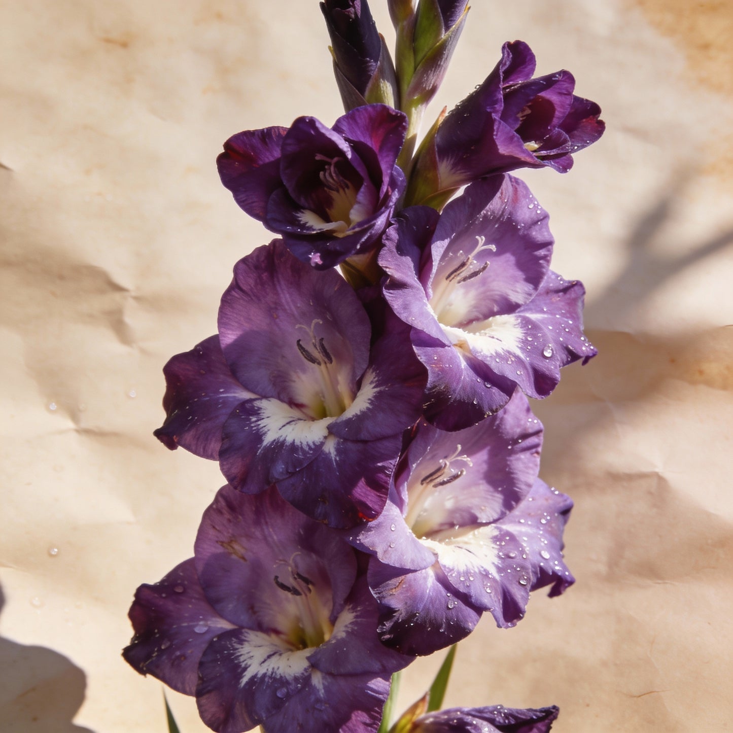 Purple Gladiolus Seeds for Garden Planting