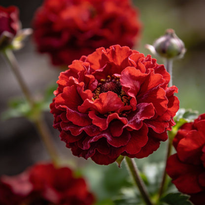 Double Bloody Mary Geum Seeds for Garden Planting
