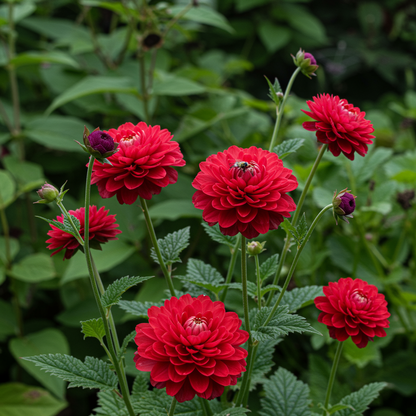 Double Bloody Mary Geum Seeds for Garden Planting