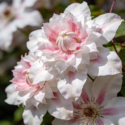 Garden Double White Pink Clematis Flower Seeds for Garden Planting