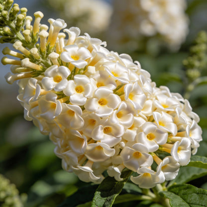 Buddleja Loricata Flower Seeds for Garden Planting