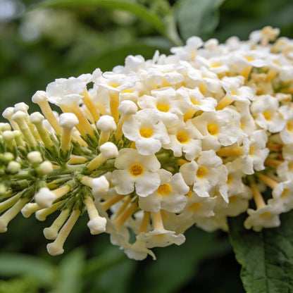 Buddleja Loricata Flower Seeds for Garden Planting