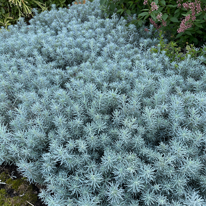 Acaena Caesiiglauca Seeds for Garden Planting