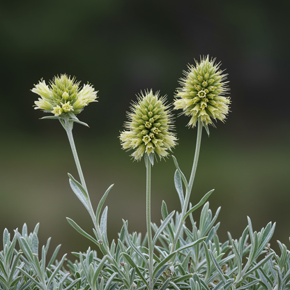 Acaena Caesiiglauca Seeds for Garden Planting
