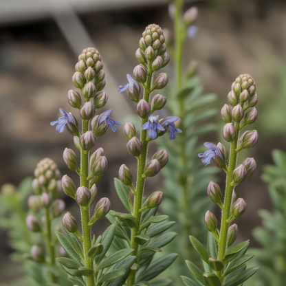 Bellevalia Paradoxa Bulbs for Planting (Pack of 3)