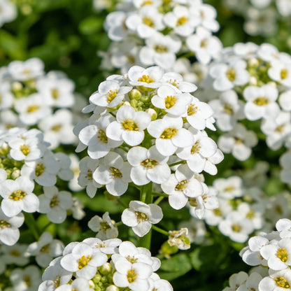 Sweet White Alyssum Snow Seeds for Garden Planting