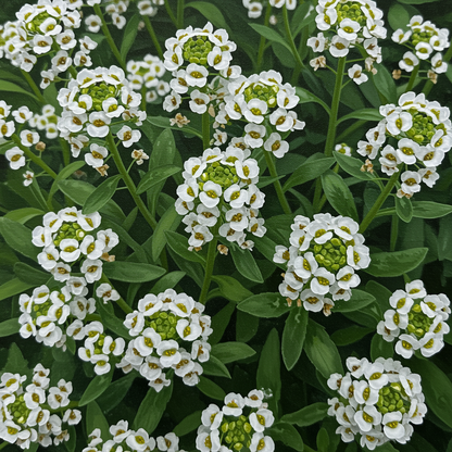 Sweet White Alyssum Snow Seeds for Garden Planting