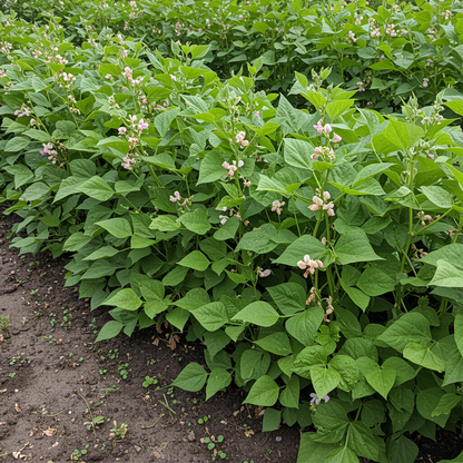 Tongue of Fire Bean Seeds for Planting – Heirloom Speckled Beans for Productive Home Gardens