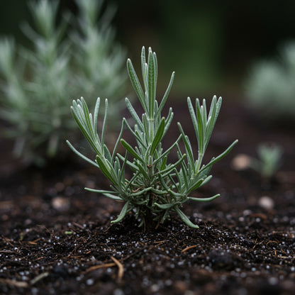 English Lavender Seeds for Planting – Fragrant Perennial Herb for Gardens