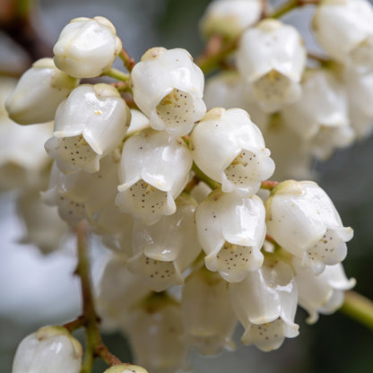 White Kurrajong Wildflower Tree Seeds for Garden Planting