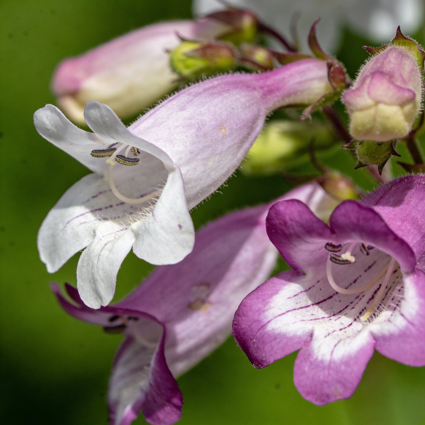 Penstemon Esprit Mixed Flower Seeds for Garden Planting